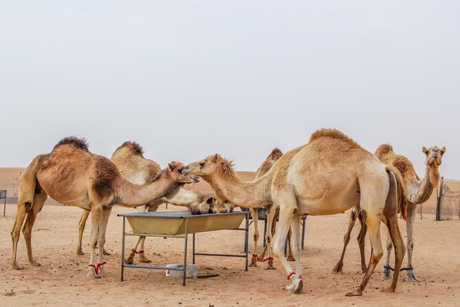 2-Days Dubai Combo City Tour with Dhow Cruise Dinner and Desert Safari - Crossing Dubai Creek by abra