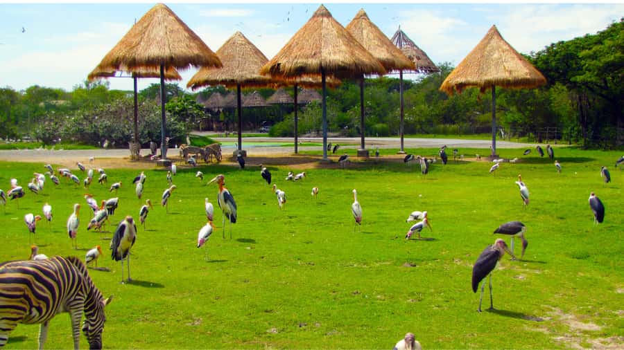 Bangkok: Private Family Tour to Safari & River Dinner Cruise - Lunch at Safari World keeps the day moving