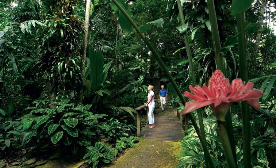 Cairns: City Sights Tour with Evening Dinner Cruise - Tropical plants at the Botanic Gardens