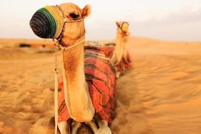 Dubai Super Saver: Desert Camp Experience by 4x4 and Dhow Dinner Cruise - Seating, waiting, and the buffet