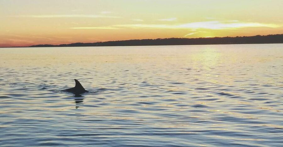 Hilton Head Island: Dolphin Watching 3-Course Dinner Cruise - Key points to know before you book