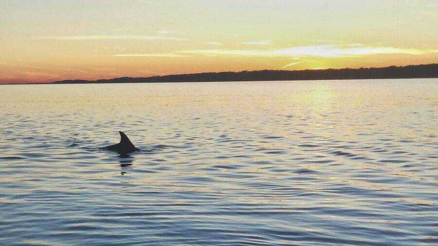 Hilton Head Island: Dolphin Watching 3-Course Dinner Cruise - A dinner cruise with dolphins on the side