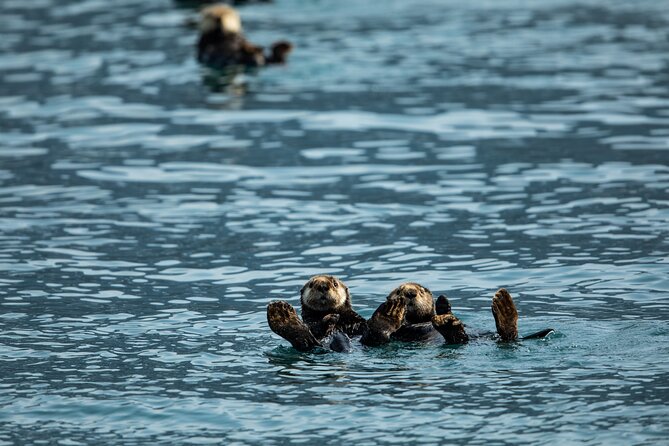 Kenai Fjords National Park Glacier Dinner Cruise from Seward - Aialik Bay and the route toward the ice