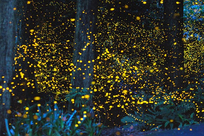 Kota Kinabalu K2 Fireflies Sunset River Cruise Tour with Dinner - Key points to know before you book