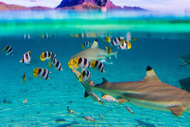 Luxury Private Sunset Cruise and Motu Dinner in Bora-Bora - Timing, weather, and practical planning