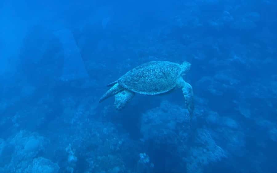 Marsa Alam: Nefertari Sunset Turtle Bay Cruise with Dinner - Key points to know before booking