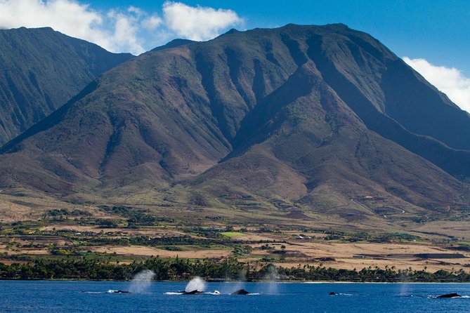Maui Premium Sunset Dinner Cruise & Whale Watch - Leaving Maalaea Harbor for the Pacific