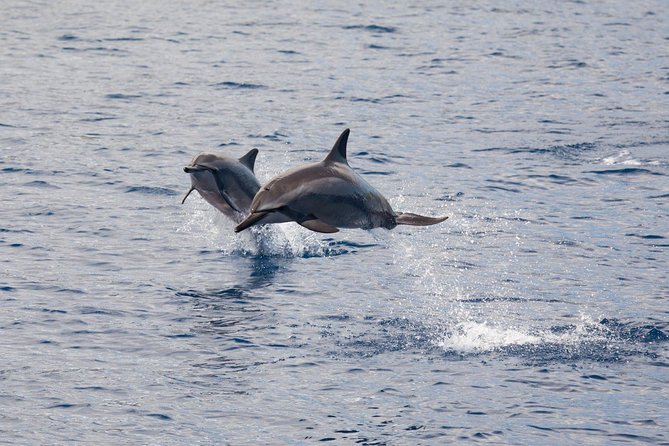 Maui Premium Sunset Dinner Cruise & Whale Watch - Sunset, Lana‘i, and Moloka‘i