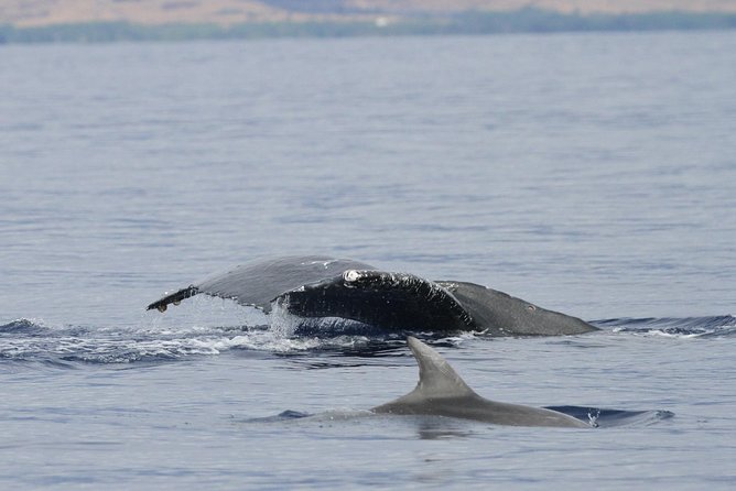 Maui Premium Sunset Dinner Cruise & Whale Watch - Timing, cancellation, and booking advice