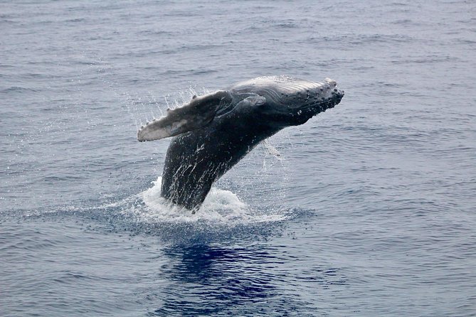 Maui Premium Sunset Dinner Cruise & Whale Watch - Why the naturalist commentary matters