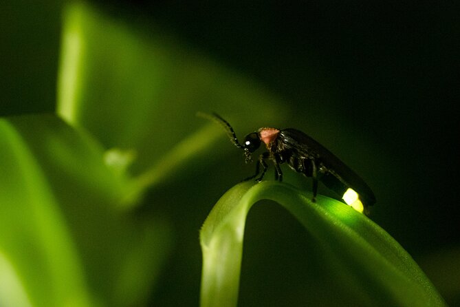Private Kuala Selangor Firefly Day Trip Include Dinner &Boat Ride - Key points to know before booking