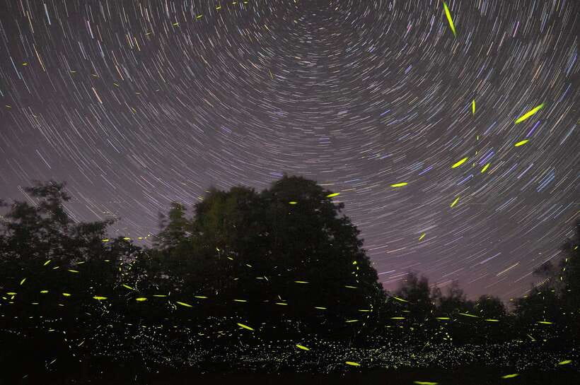 Puerto Princesa: Firefly Watching Bay Cruise with Dinner - Why the Fireflies Are Only Part of the Show