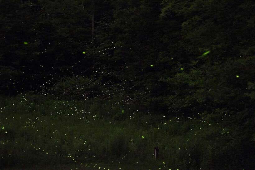 Puerto Princesa: Firefly Watching Bay Cruise with Dinner - Switching Boats for the Mangrove Estuary