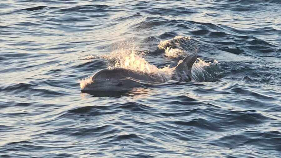 Pula: Brijuni Dolphins Sunset Cruise with Dinner and Drinks - Dolphin watching without false promises