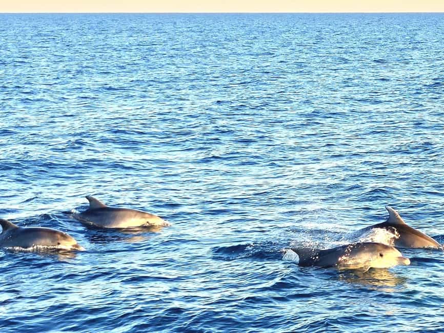 Pula: Brijuni Dolphins Sunset Cruise with Dinner and Drinks - What the $64 price really covers