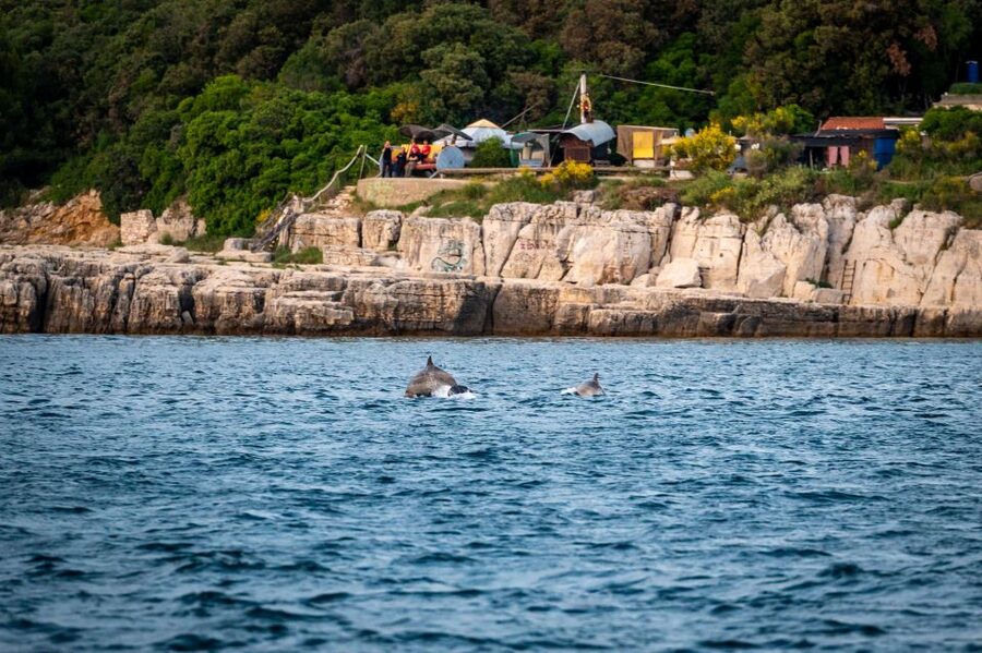 Pula: Brijuni National Park Sunset, Dolphins & Dinner Cruise - At a glance