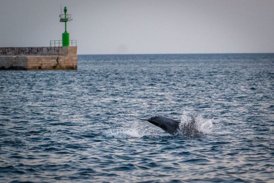 Pula: Brijuni National Park Sunset, Dolphins & Dinner Cruise - Dinner served from the little galley