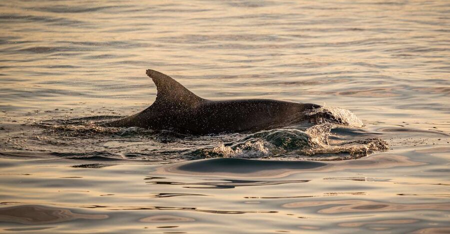 Pula: Brijuni National Park Sunset, Dolphins & Dinner Cruise - Small tips for a better evening