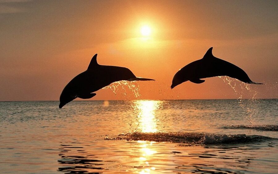 Pula: Dolphin&Sunset Cruise in Brijuni with Dinner&Drinks - Brijuni views, island stories, and Roman remains