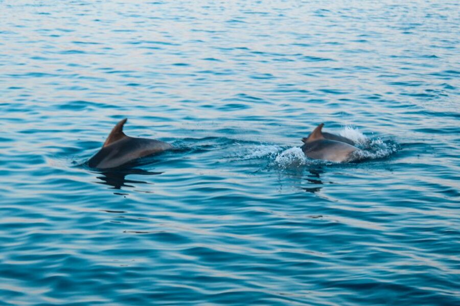 Pula: Dolphin&Sunset Cruise in Brijuni with Dinner&Drinks - Unlimited drinks, with one important catch