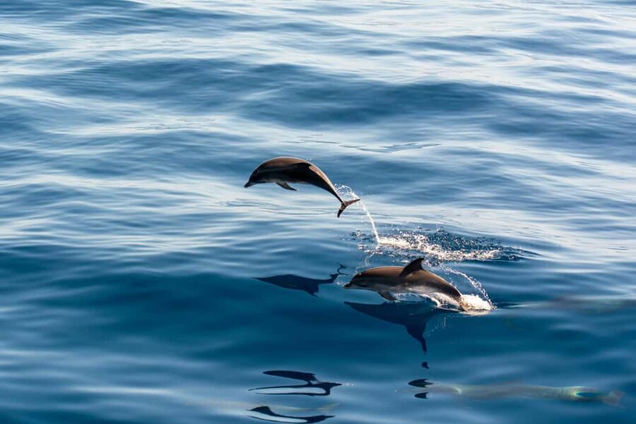 Pula: Dolphin&Sunset Cruise in Brijuni with Dinner&Drinks - Searching for wild dolphins around Brijuni