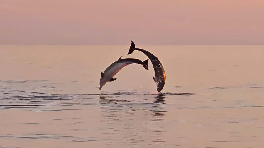 Pula: Dolphin Sunset Cruise to Brijuni with Dinner & Drinks - Leaving Pula with the Roman arena behind you