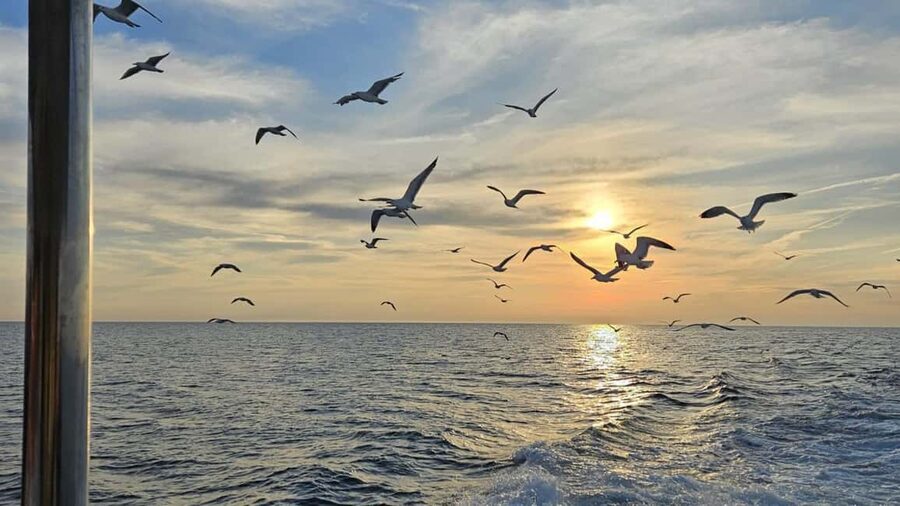 Pula: Dolphin Sunset Cruise to Brijuni with Dinner & Drinks - Dinner on board: tasty, filling, and simple