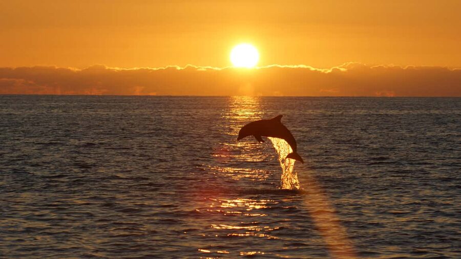 Pula: Dolphin Sunset Cruise to Brijuni with Dinner & Drinks - What the Ananda catamaran feels like on board