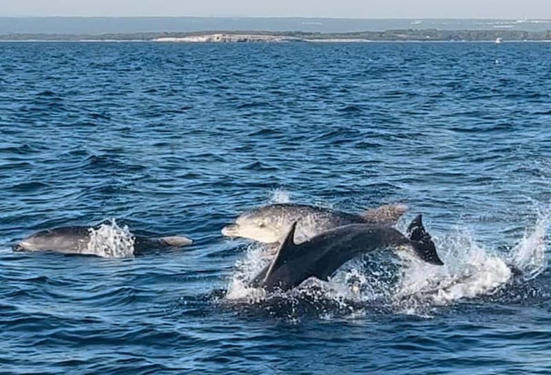 Pula: Dolphin-Watching Cruise at Sunset with Dinner & Drinks - Key points to know before you book
