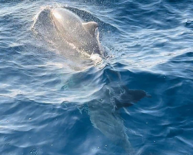 Pula: Dolphin-Watching Cruise at Sunset with Dinner & Drinks - Dinner on board: fish, meat, or vegetarian