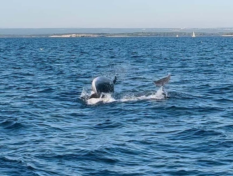 Pula: Dolphin-Watching Cruise at Sunset with Dinner & Drinks - The dolphin zone and what you can really expect