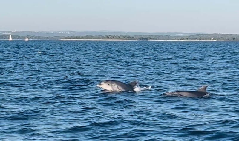 Pula: Dolphin-Watching Cruise at Sunset with Dinner & Drinks - Comfort, weather, and practical limits