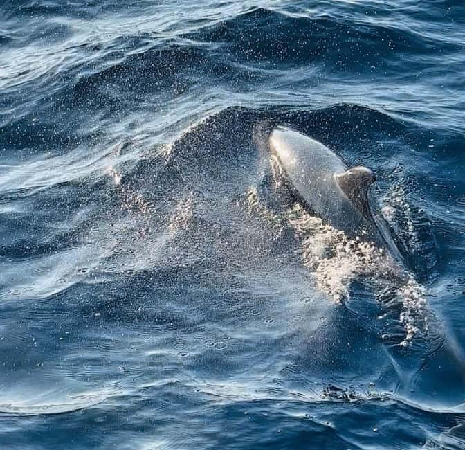 Pula: Dolphin-Watching Cruise at Sunset with Dinner & Drinks - Who will enjoy this Pula dolphin cruise?