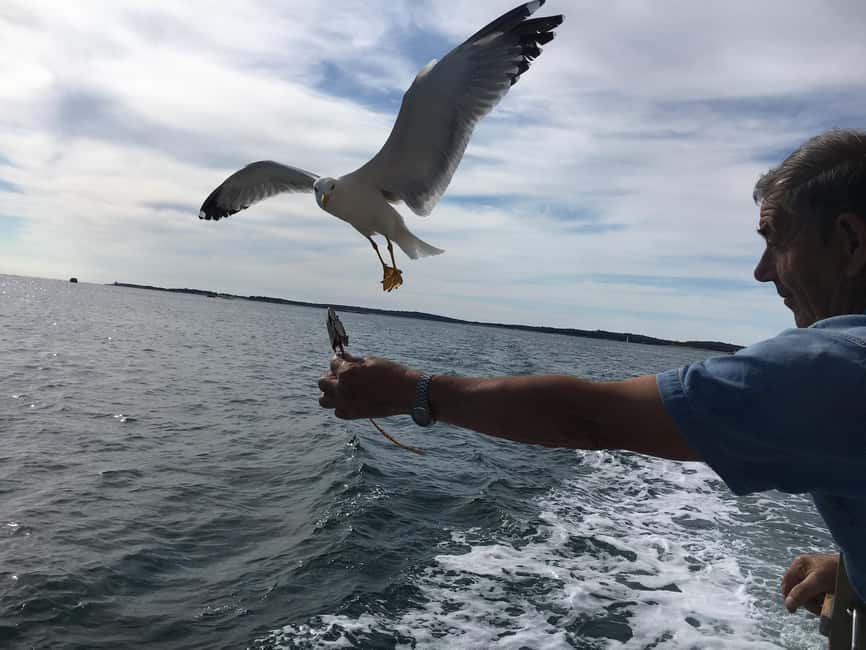Pula: Dolphin Watching Sunset Cruise with Dinner & Drinks - Watching dolphins without false promises