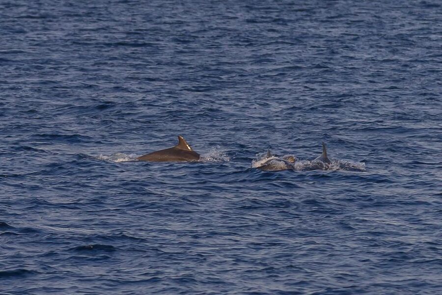 Pula: Dolphin Watching Sunset Cruise with Dinner & Drinks - Heading toward Brijuni National Park