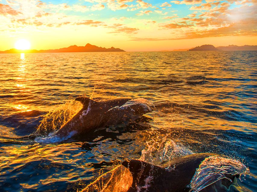 Pula: National Park Brijuni Dolphin Cruise with Dinner - Pula to Brijuni, with dolphins on the horizon