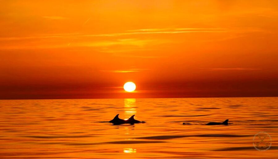 Pula: National Park Brijuni Dolphin Cruise with Dinner - Pula and Fažana from the water