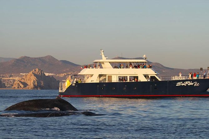 Sunset Dinner Cruise in Los Cabos - Setting out from Cabo San Lucas Marina at 4 p.m.