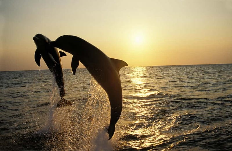 Sunset Dolphin Cruise with Dinner – Medulin Archipelago - Key points to know before you book