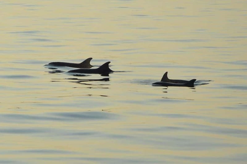 Sunset Dolphin Cruise with Dinner – Medulin Archipelago - A sunset cruise with a real chance of dolphins