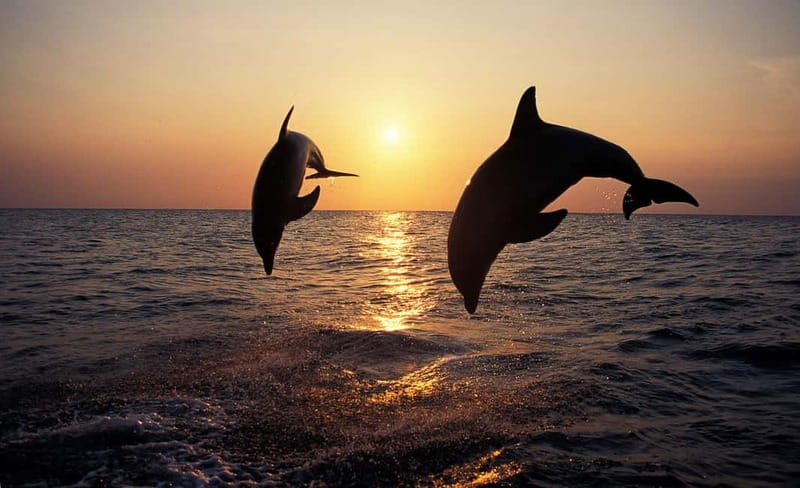 Sunset Dolphin Cruise with Dinner – Medulin Archipelago - Passing Cape Kamenjak by boat