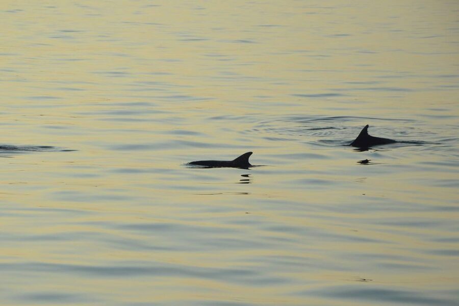 Sunset Dolphin Cruise with Dinner – Medulin Archipelago - Dinner choices and unlimited drinks