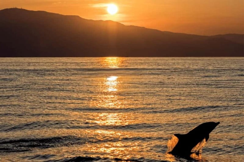 Sunset Dolphin Cruise with Dinner – Medulin Archipelago - Starting at Medulin Harbour
