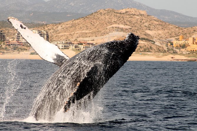 Whale Watching Dinner Cruise in Cabo San Lucas - Dinner is included, but keep expectations practical