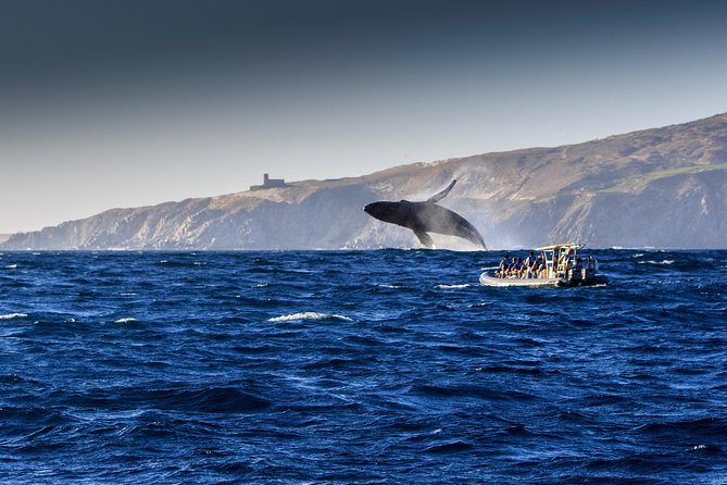 Whale Watching Dinner Cruise in Cabo San Lucas - Music, dancing, and the crew show
